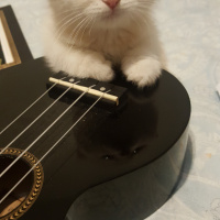 Scottish Fold, Kedi  Mocha fotoğrafı