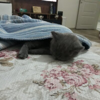 British Shorthair, Kedi  Kül fotoğrafı