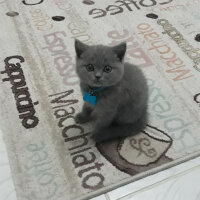 British Shorthair, Kedi  Kül fotoğrafı