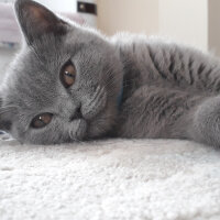 British Shorthair, Kedi  Kül fotoğrafı