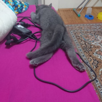British Shorthair, Kedi  ALFA fotoğrafı