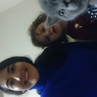 British Shorthair, Kedi  ALFA fotoğrafı