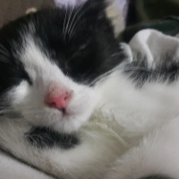 Tuxedo (Smokin) Kedi, Kedi  Şans fotoğrafı