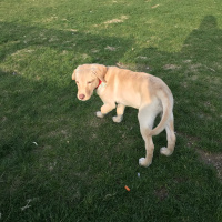 Labrador Retriever, Köpek  Cookie fotoğrafı