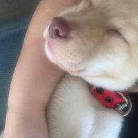 Labrador Retriever, Köpek  Cookie fotoğrafı