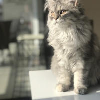 Chinchilla, Kedi  lena fotoğrafı