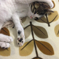 Tekir Kedi, Kedi  Bahtiyar KULELİ fotoğrafı