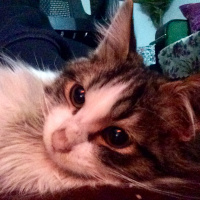 Abyssinian, Kedi  Faça fotoğrafı