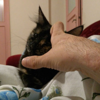 Tekir Kedi, Kedi  Mişa fotoğrafı