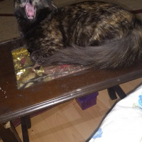 Tekir Kedi, Kedi  Mişa fotoğrafı