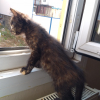 Tekir Kedi, Kedi  Mişa fotoğrafı