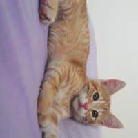 Sarman, Kedi  Alfa fotoğrafı