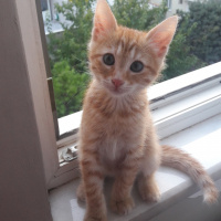 Sarman, Kedi  Alfa fotoğrafı