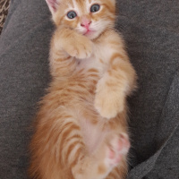 Sarman, Kedi  Alfa fotoğrafı