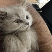 British Shorthair, Kedi  Lila fotoğrafı