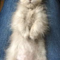 British Shorthair, Kedi  Lila fotoğrafı