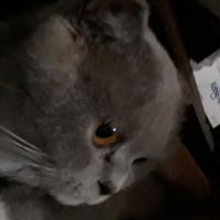 British Shorthair, Kedi  Armi fotoğrafı