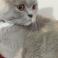 British Shorthair, Kedi  Armi fotoğrafı