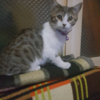 Tekir Kedi, Kedi  Leon fotoğrafı