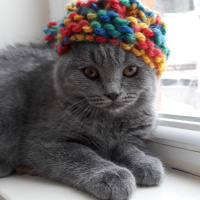 Scottish Fold, Kedi  Cio fotoğrafı
