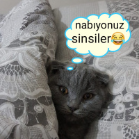 Scottish Fold, Kedi  Cio fotoğrafı