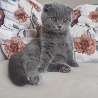 Scottish Fold, Kedi  Cio fotoğrafı