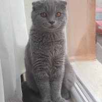 Scottish Fold, Kedi  Cio fotoğrafı