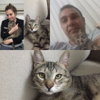 Tekir Kedi, Kedi  kumsal fotoğrafı