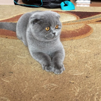 Scottish Fold, Kedi  eva fotoğrafı