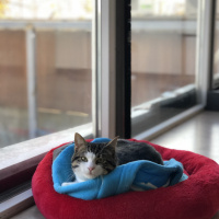 Tekir Kedi, Kedi  Paşa fotoğrafı