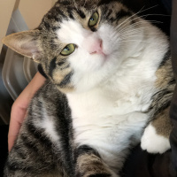 Tekir Kedi, Kedi  Paşa fotoğrafı