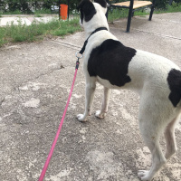 Sokö (Sokak Köpeği), Köpek  Dali fotoğrafı