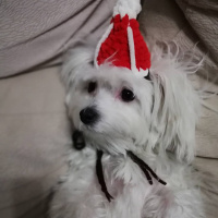 Maltese, Köpek  KİKO fotoğrafı
