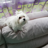 Maltese, Köpek  KİKO fotoğrafı