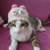 Tekir Kedi, Kedi  Irish fotoğrafı
