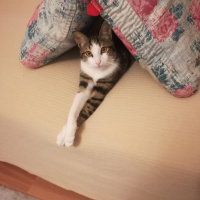 Tekir Kedi, Kedi  Irish fotoğrafı