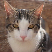 Tekir Kedi, Kedi  Irish fotoğrafı