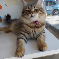 Chartreux, Kedi  Yumoş fotoğrafı