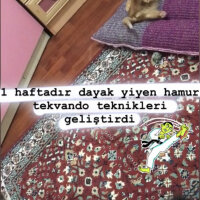 Sarman, Kedi  HAMUR fotoğrafı