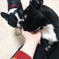 Fransız Bulldog, Köpek  Odie fotoğrafı
