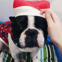 Fransız Bulldog, Köpek  Odie fotoğrafı
