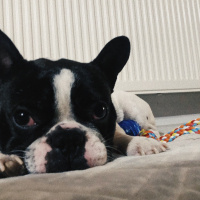 Fransız Bulldog, Köpek  Odie fotoğrafı