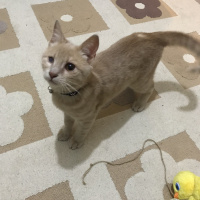 British Shorthair, Kedi  Scarface fotoğrafı