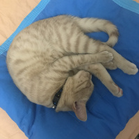 British Shorthair, Kedi  Scarface fotoğrafı