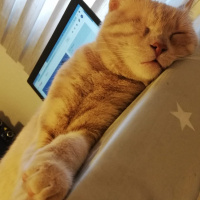 British Shorthair, Kedi  Scarface fotoğrafı