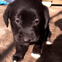 Labrador Retriever, Köpek  emre fotoğrafı