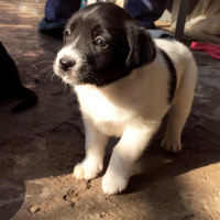 Labrador Retriever, Köpek  emre fotoğrafı