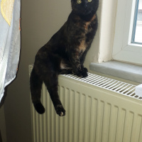 Tekir Kedi, Kedi  Acilll yuva fotoğrafı
