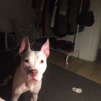 Amerikan Staffordshire Terrier, Köpek  vina fotoğrafı