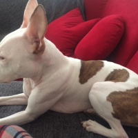 Amerikan Staffordshire Terrier, Köpek  vina fotoğrafı